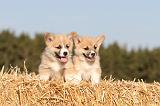 CORGI PEMBROKE 061